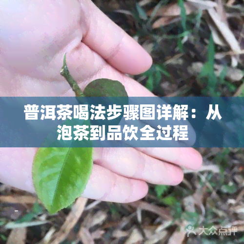 普洱茶喝法步骤图详解：从泡茶到品饮全过程