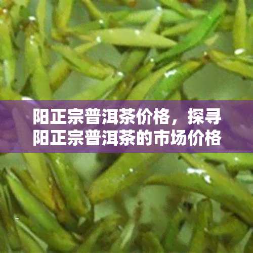 阳正宗普洱茶价格，探寻阳正宗普洱茶的市场价格，你不能错过的资讯！