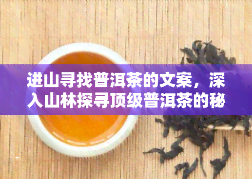 进山寻找普洱茶的文案，深入山林探寻顶级普洱茶的秘密