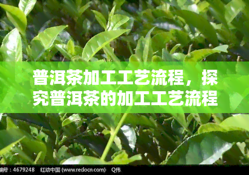 普洱茶加工工艺流程，探究普洱茶的加工工艺流程：从叶到成品的全过程解析