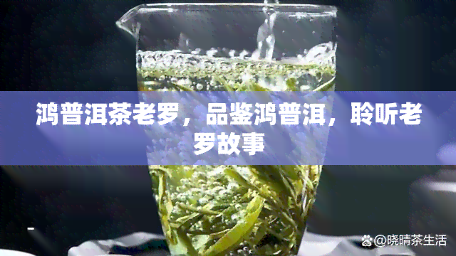 鸿普洱茶老罗，品鉴鸿普洱，聆听老罗故事