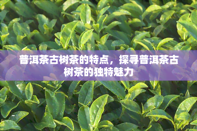 普洱茶古树茶的特点，探寻普洱茶古树茶的独特魅力