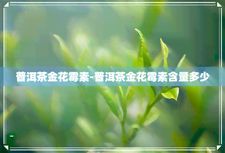 普洱茶金花霉素-普洱茶金花霉素含量多少