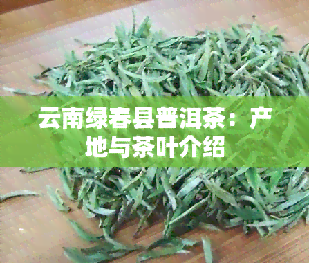 云南绿春县普洱茶：产地与茶叶介绍