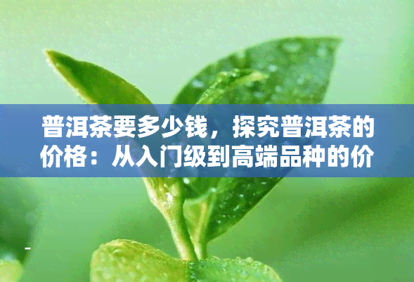 普洱茶要多少钱，探究普洱茶的价格：从入门级到高端品种的价位分析