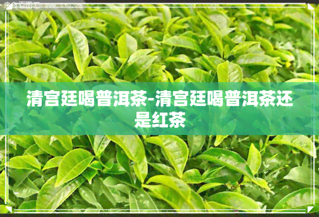 清宫廷喝普洱茶-清宫廷喝普洱茶还是红茶