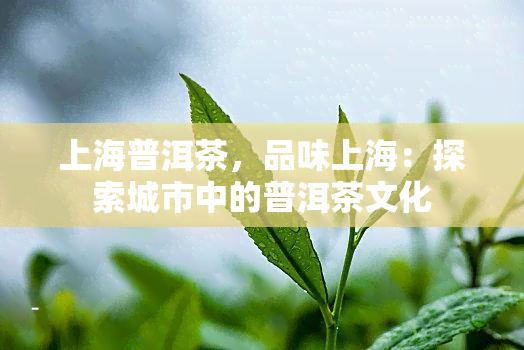 上海普洱茶，品味上海：探索城市中的普洱茶文化