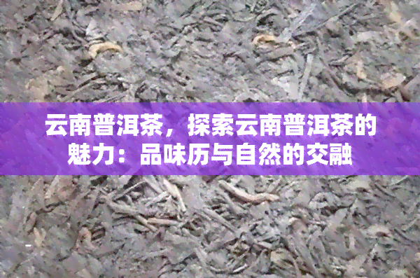 云南普洱茶，探索云南普洱茶的魅力：品味历与自然的交融