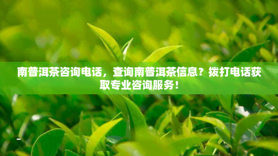 南普洱茶咨询电话，查询南普洱茶信息？拨打电话获取专业咨询服务！