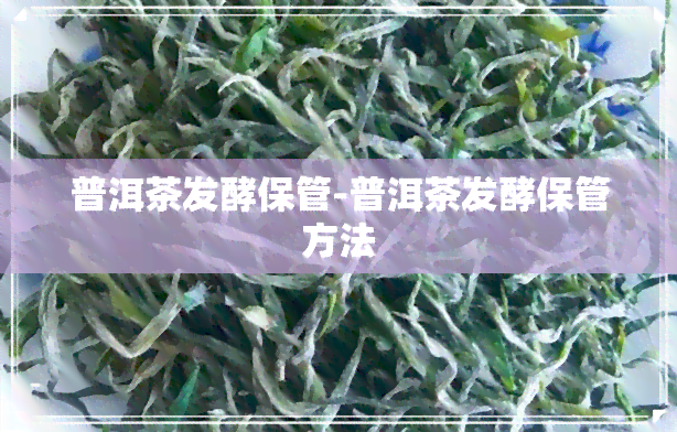 普洱茶发酵保管-普洱茶发酵保管方法