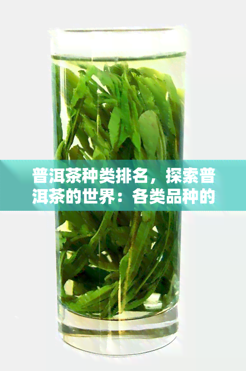 普洱茶种类排名，探索普洱茶的世界：各类品种的排名与特点解析