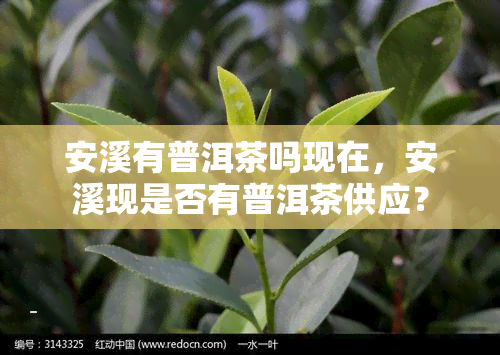 安溪有普洱茶吗现在，安溪现是否有普洱茶供应？