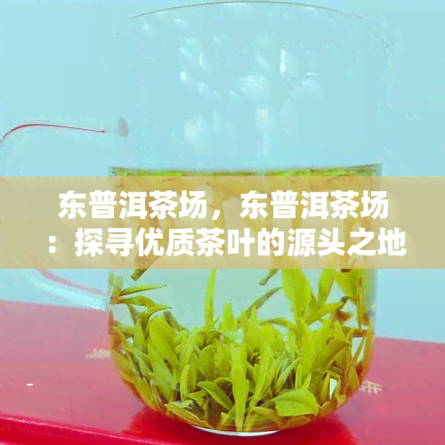 东普洱茶场，东普洱茶场：探寻优质茶叶的源头之地