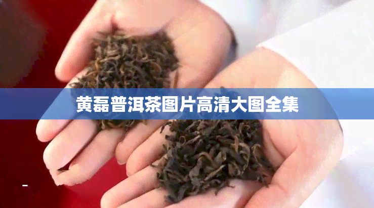 黄磊普洱茶图片高清大图全集