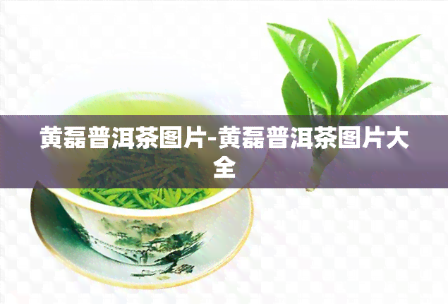 黄磊普洱茶图片-黄磊普洱茶图片大全