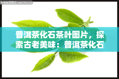 普洱茶化石茶叶图片，探索古老美味：普洱茶化石茶叶的图片与历故事