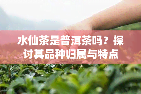 水仙茶是普洱茶吗？探讨其品种归属与特点