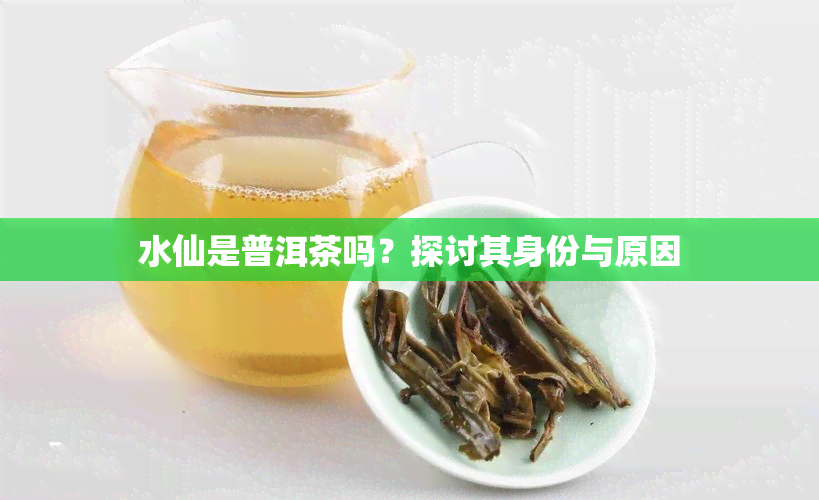 水仙是普洱茶吗？探讨其身份与原因