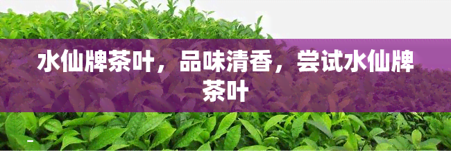 水仙牌茶叶，品味清香，尝试水仙牌茶叶