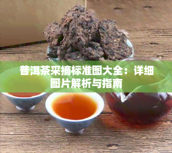 普洱茶采摘标准图大全：详细图片解析与指南