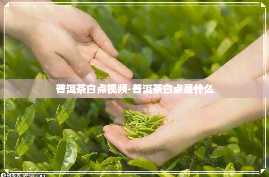 普洱茶白点视频-普洱茶白点是什么