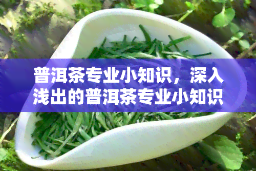 普洱茶专业小知识，深入浅出的普洱茶专业小知识，让你成为品鉴高手！