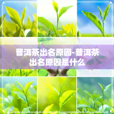 普洱茶出名原因-普洱茶出名原因是什么