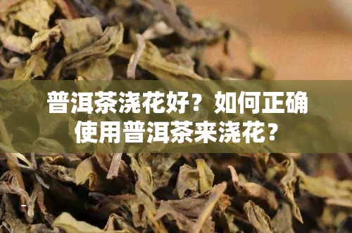 普洱茶浇花好？如何正确使用普洱茶来浇花？