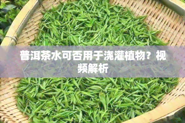 普洱茶水可否用于浇灌植物？视频解析