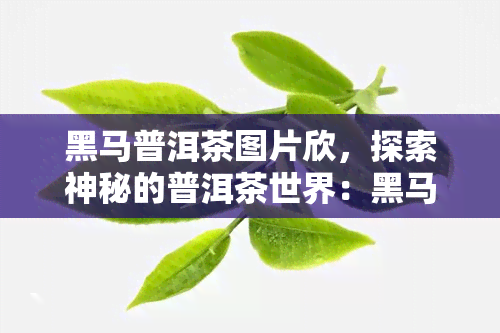 黑马普洱茶图片欣，探索神秘的普洱茶世界：黑马普洱茶图片欣