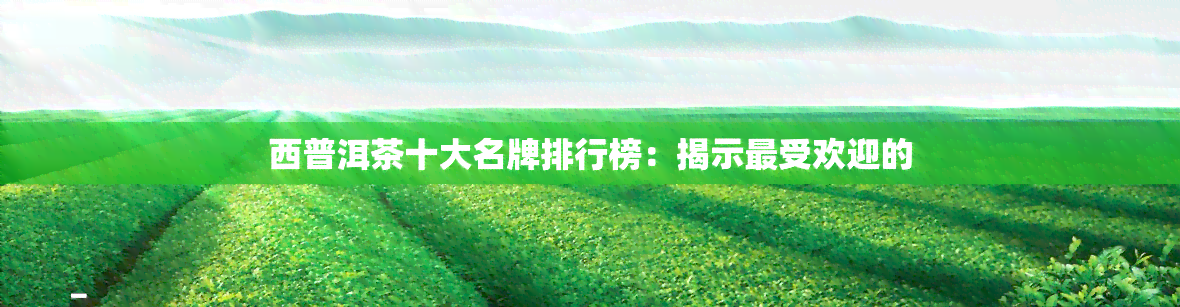 西普洱茶十大名牌排行榜：揭示更受欢迎的