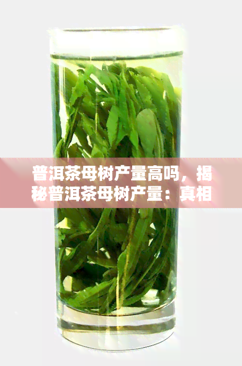 普洱茶母树产量高吗，揭秘普洱茶母树产量：真相究竟如何？