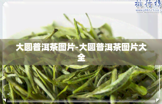 大圆普洱茶图片-大圆普洱茶图片大全