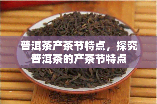 普洱茶产茶节特点，探究普洱茶的产茶节特点