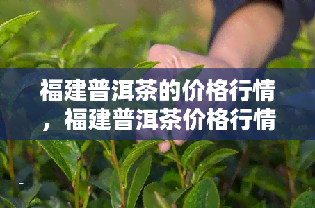 福建普洱茶的价格行情，福建普洱茶价格行情分析与最新市场动态