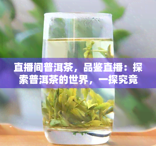 直播间普洱茶，品鉴直播：探索普洱茶的世界，一探究竟！