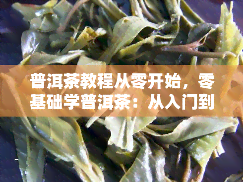 普洱茶教程从零开始，零基础学普洱茶：从入门到精通的全程教学