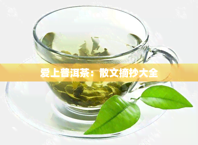 爱上普洱茶：散文摘抄大全