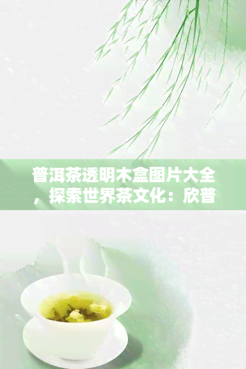 普洱茶透明木盒图片大全，探索世界茶文化：欣普洱茶透明木盒的美丽图片大全