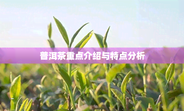 普洱茶重点介绍与特点分析