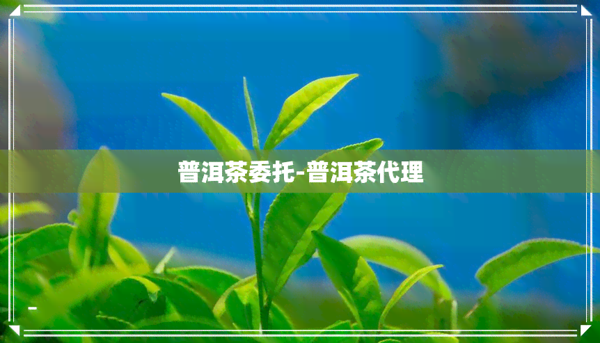 普洱茶委托-普洱茶代理