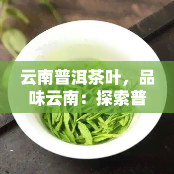 云南普洱茶叶，品味云南：探索普洱茶叶的奥秘与魅力