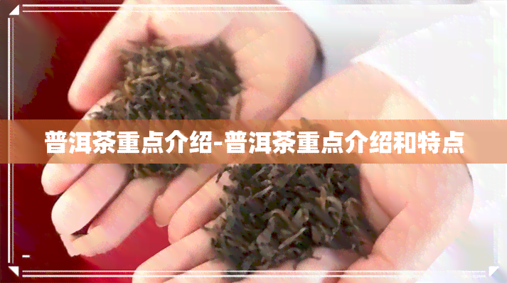 普洱茶重点介绍-普洱茶重点介绍和特点