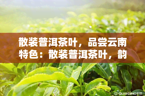 散装普洱茶叶，品尝云南特色：散装普洱茶叶，韵味悠长！