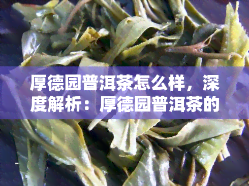 厚德园普洱茶怎么样，深度解析：厚德园普洱茶的品质与口感如何？