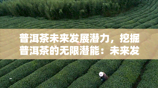 普洱茶未来发展潜力，挖掘普洱茶的无限潜能：未来发展前景展望