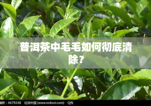 普洱茶中毛毛如何彻底清除？