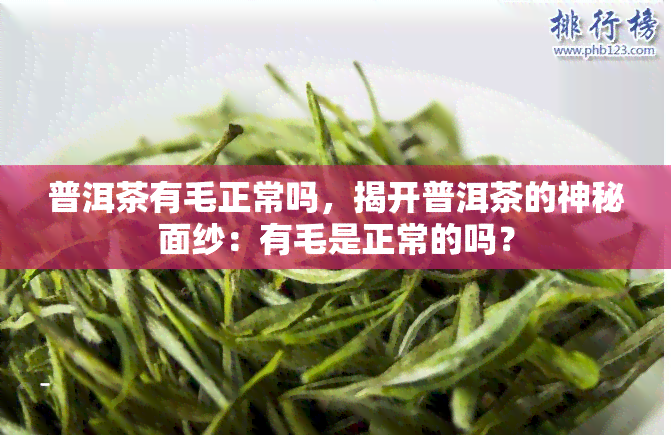 普洱茶有毛正常吗，揭开普洱茶的神秘面纱：有毛是正常的吗？