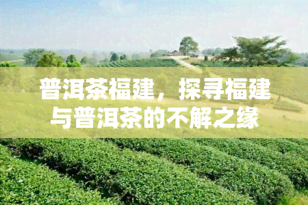 普洱茶福建，探寻福建与普洱茶的不解之缘