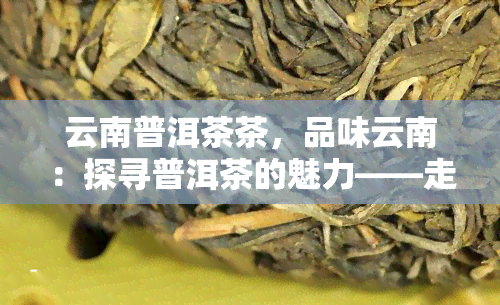 云南普洱茶茶，品味云南：探寻普洱茶的魅力——走进云南普洱茶茶